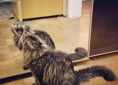 Cat yawns in front of mirror.