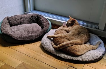 Cat sleeps on cat instead of cat bed