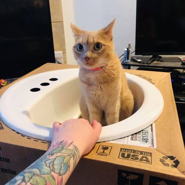 Cat prefers sink to cat bed