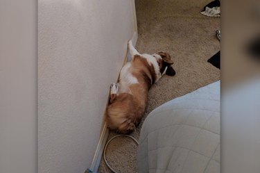 corgi lying oddly on the floor