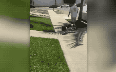 dog running in circles