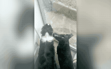 two dogs waiting to go outside