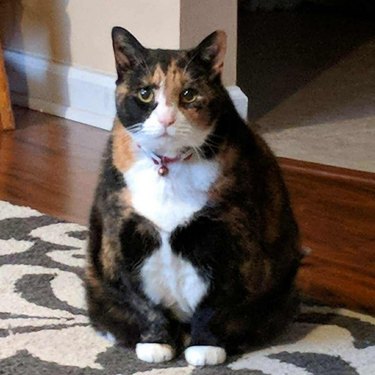 24 delightfully chubby cats