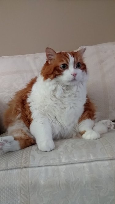 24 delightfully chubby cats