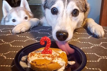 dog licking birthday cake