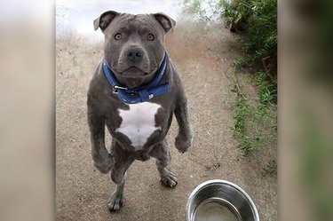 pit bull standing like a person
