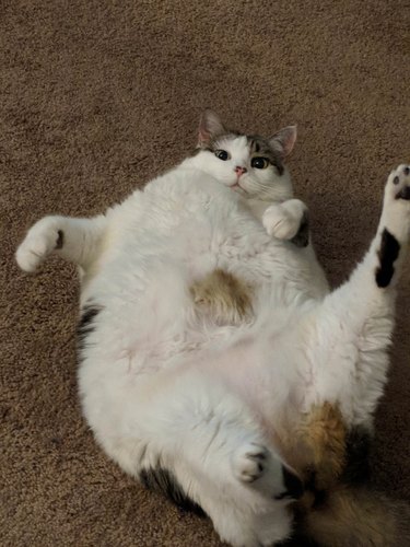 Just 24 Delightfully Chubby Cats | Cuteness