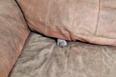dog in the couch