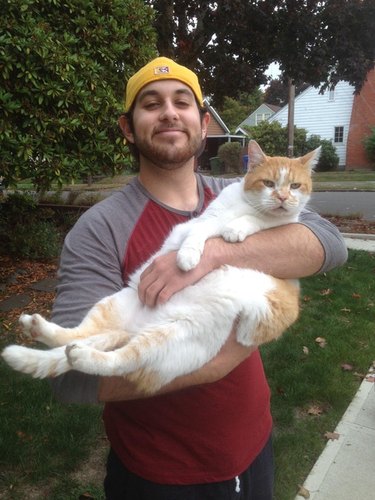 24 delightfully chubby cats