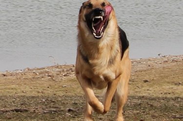 german shepherd running near water