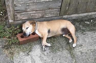 dog sleeps on brick