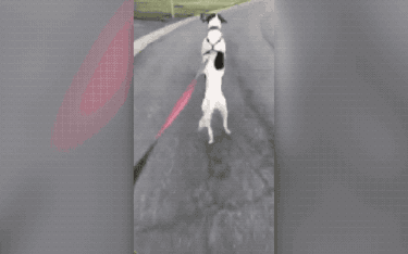 dog hopping down the street