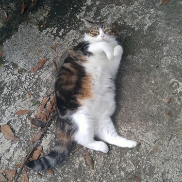 24 delightfully chubby cats