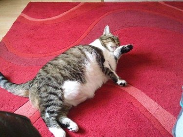 24 delightfully chubby cats