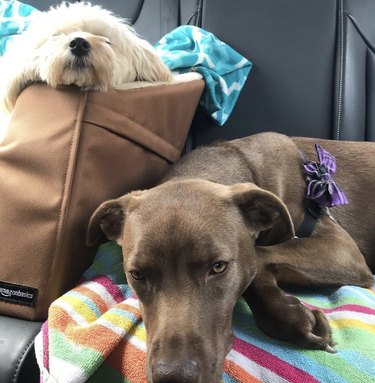 one dog in car seat next to bigger dog