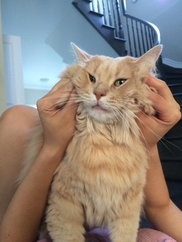 Fluffy cat with its face squished.