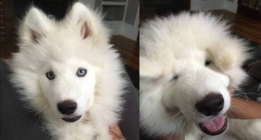 Fluffy dog with its face squished.