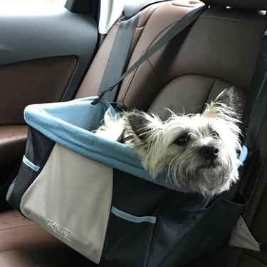 scruffy dog in blue car seat