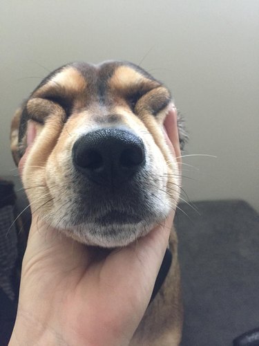 Dog with its face squished.