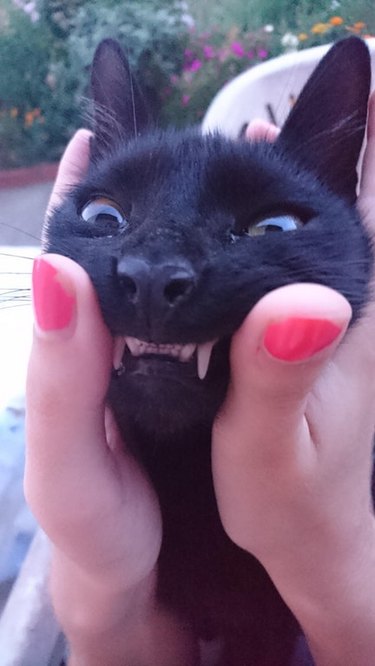 Cat having its face squished with teeth exposed.