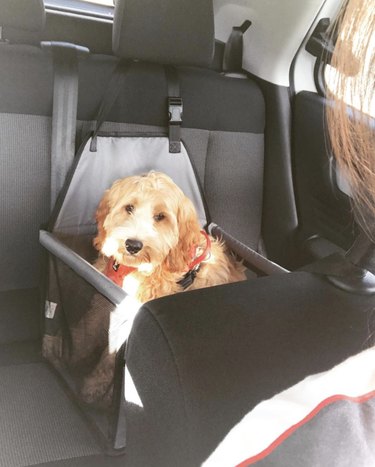 unimpressed dog in car seat