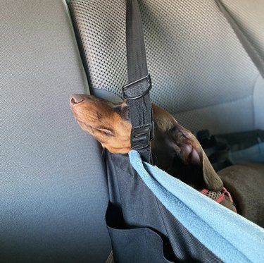 dog sleeping in car seat
