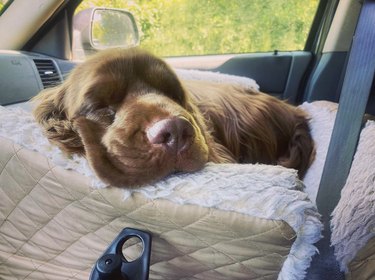 sleeping dog in car seat