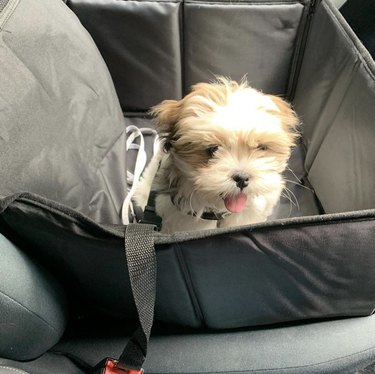 puppy in car seat