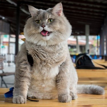 24 delightfully chubby cats