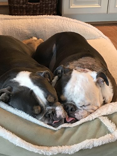 Two dogs with squishy faces sleeping pressed against one another.