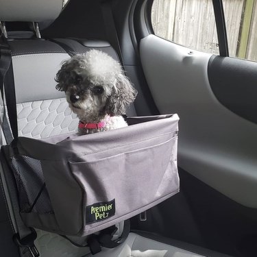 toy poodle in car seat