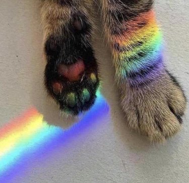 Cat with a rainbow refracting across the bottoms of its paw