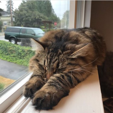 A cat is stretched out on a windowsill at home.