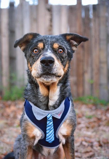 Dog with tie looking very alert