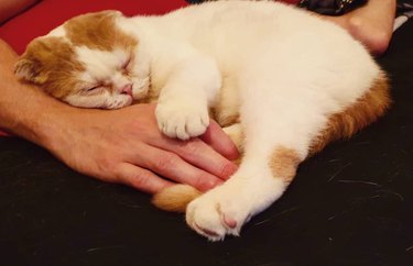 A ginger and white cat is laying in a person's hands.