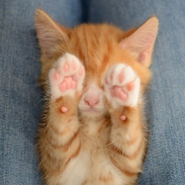 Kitten holding its paws over its eyes