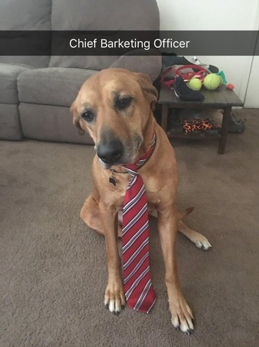Sad looking dog wearing a tie