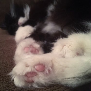 Bottom of cat's tufted paws