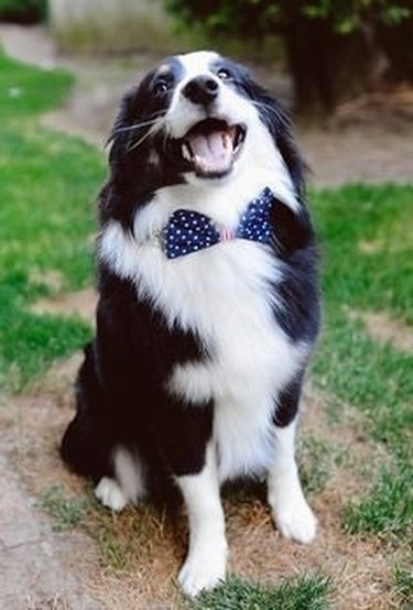 Happy border collie wearing a bow tie