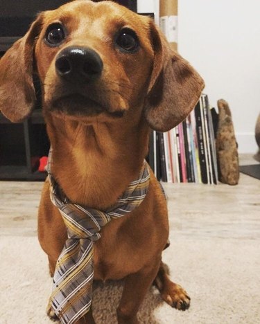 Cute dog in a nice tie