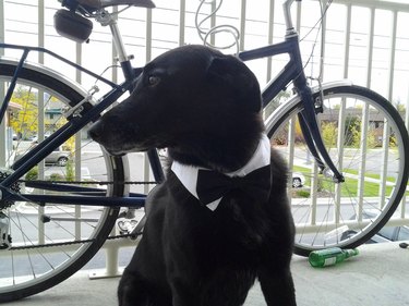 Dog with a black bow tie and a bike and he looks like some kind of barista