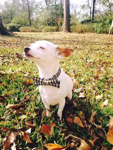 Cute chihuahua wearing a bow tie on a fall day