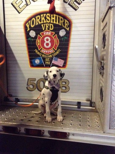 Dalmation pup in a fire station