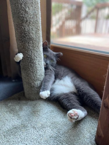 cat leaning on scratcher pole