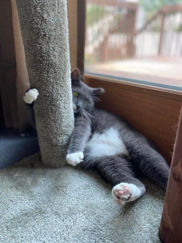 A cat is in a leaning position on a scratcher pole.