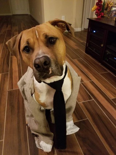 Good dog wearing a tie and jacket