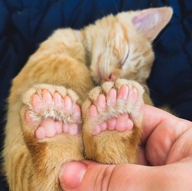 A person is holding up an orange kitten's feet and showing their toe beans.