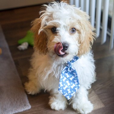 Dog smacking his lips wearing a bone bowie