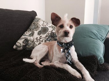 Good boy in a tie