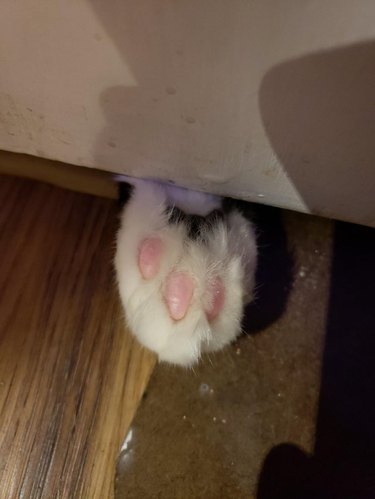 Cat poking a paw under a closed door